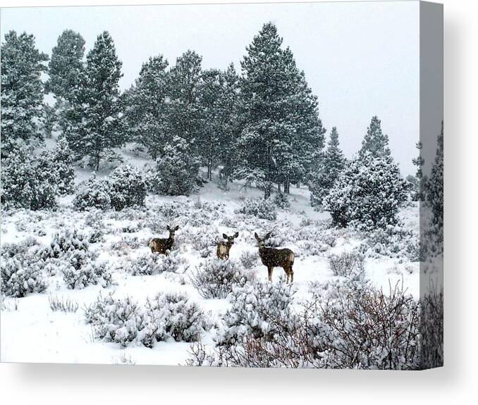 Deer Canvas Print featuring the photograph Deer in a Snow Storm by Tranquil Light Photography