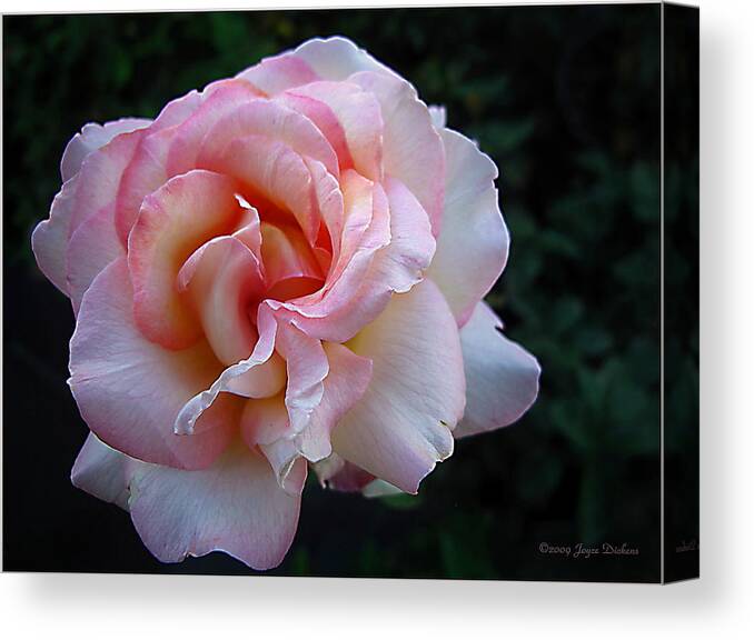 Rose Canvas Print featuring the photograph Delicate Pink by Joyce Dickens