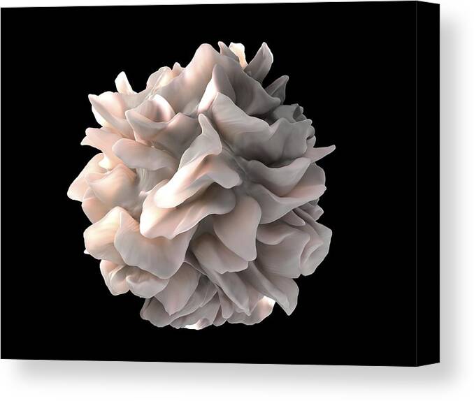 Dendritic Cell Canvas Print featuring the photograph Dendritic cell, SEM by Science Photo Library