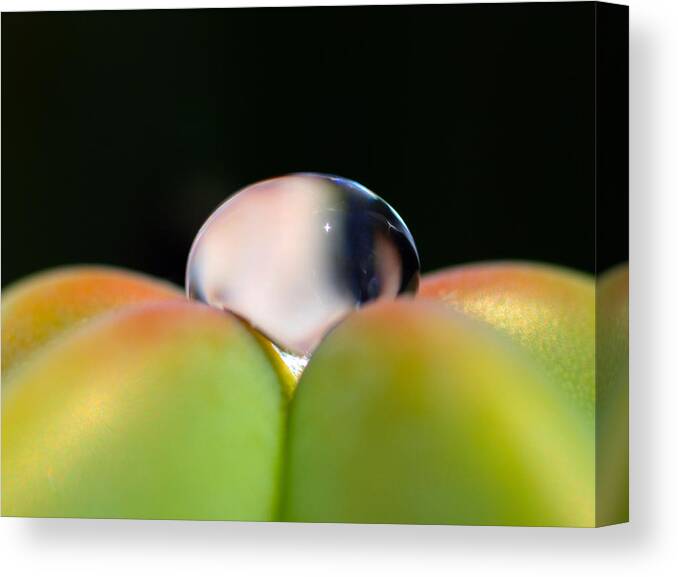 Dew Canvas Print featuring the photograph Dew on Cactus by Joe Schofield