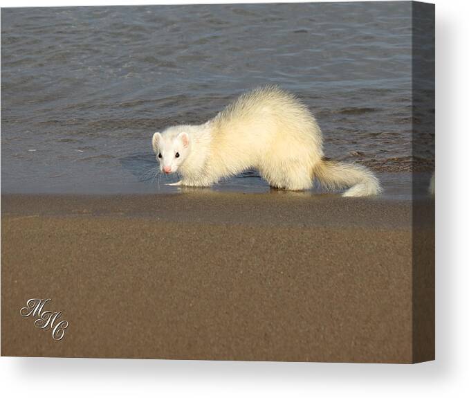 Dew Ferret Canvas Print featuring the photograph DEW on the Water by Alicia McNally
