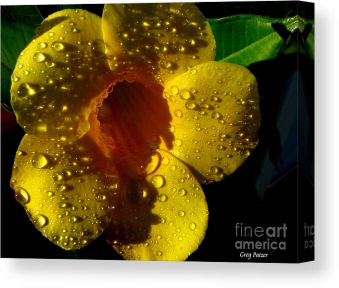 Patzer Canvas Print featuring the photograph Dew Trumpet by Greg Patzer