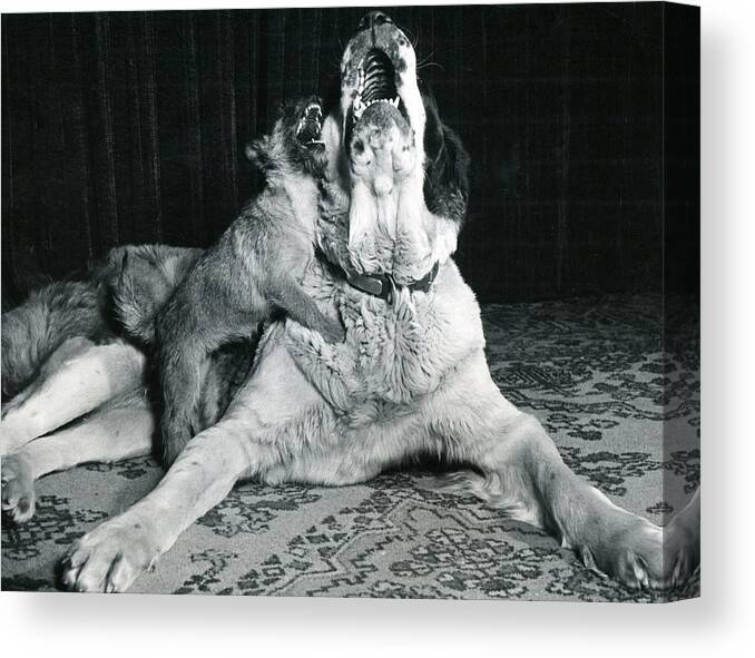 Retro Images Archive Canvas Print featuring the photograph Dog and puppy howling by Retro Images Archive