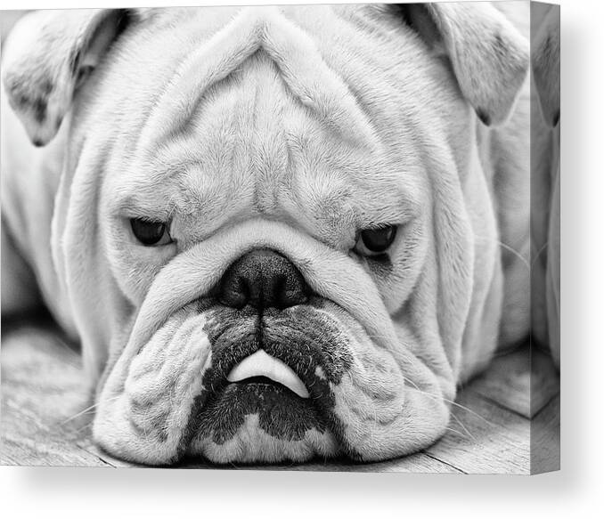 Pets Canvas Print featuring the photograph Dog Face by Jody Trappe Photography