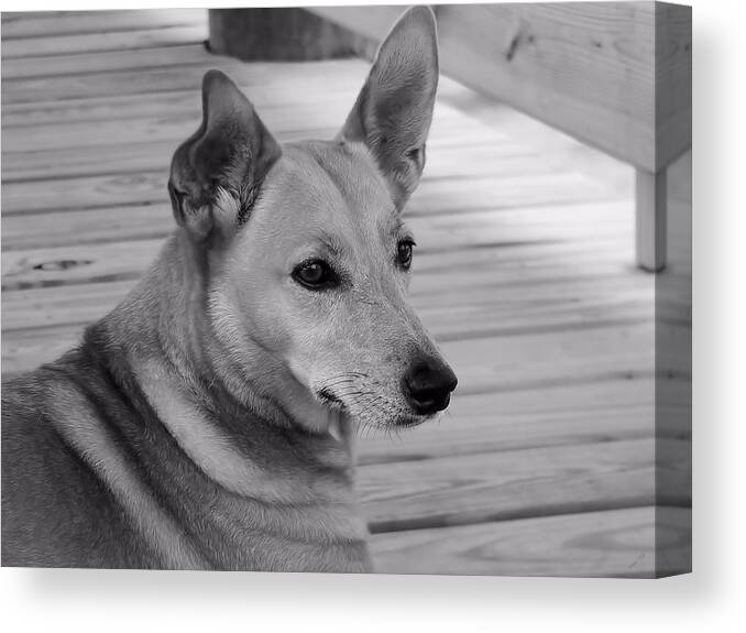 Dog In Black And White One Canvas Print featuring the photograph Dog In Black and White One by Kathy K McClellan