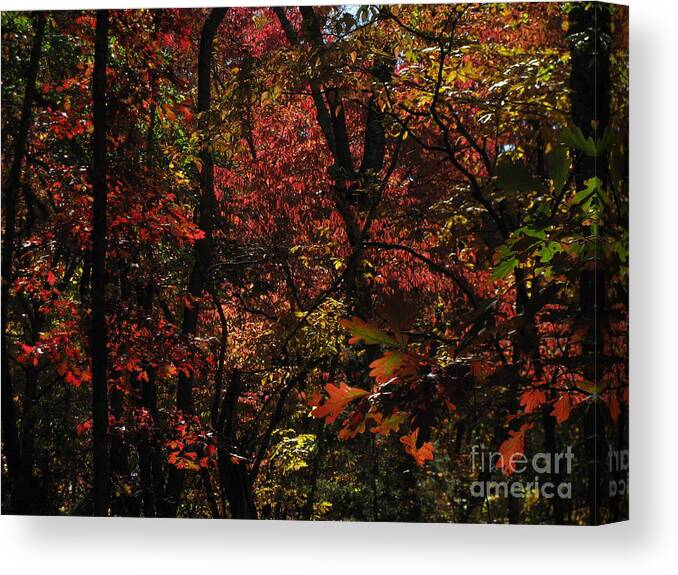 Woods Canvas Print featuring the photograph Dogwood by Fred Sheridan