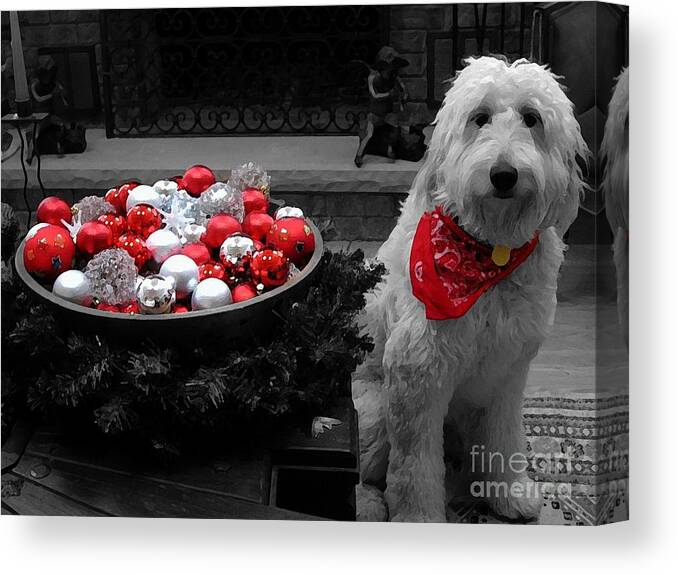 Golden Doodle Canvas Print featuring the photograph Doodle Painting by Andrea Kollo