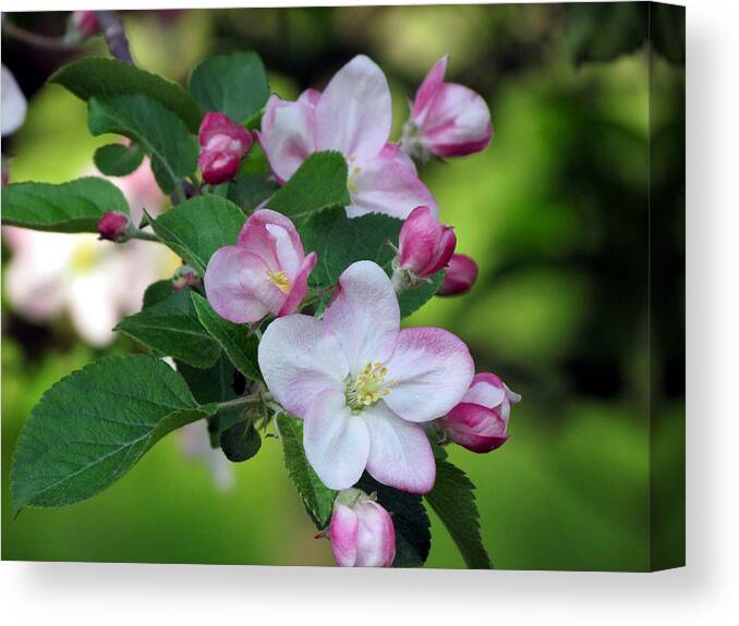 Door County Canvas Print featuring the photograph Door County Apple Blossoms by David T Wilkinson