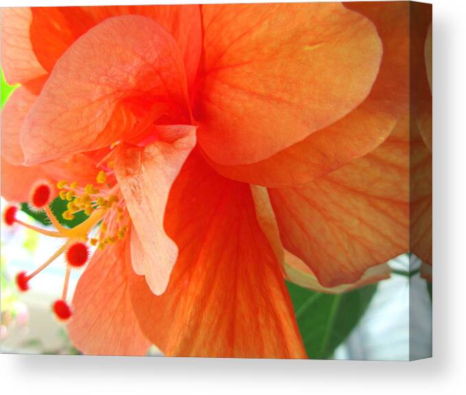 Hibiscus Canvas Print featuring the photograph Double Peach by Ashley Goforth