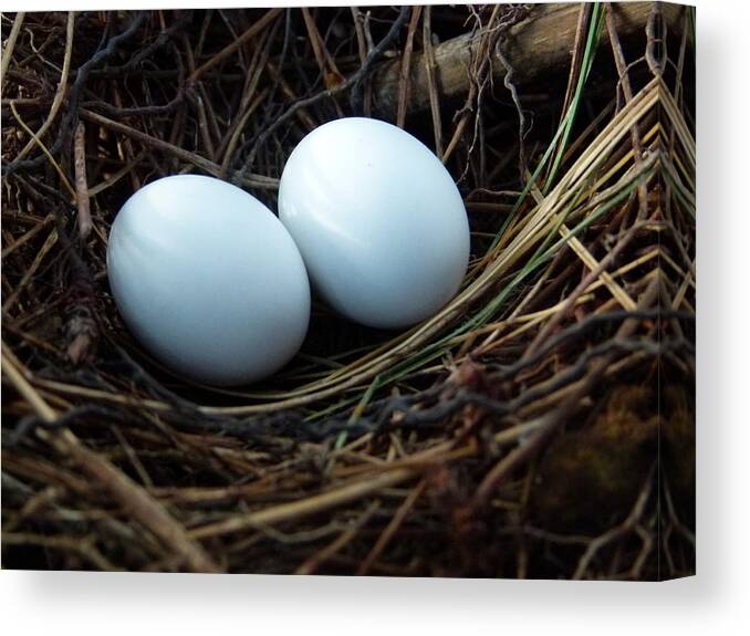 Morning Dove Canvas Print featuring the photograph Dove Eggs by Richard Bryce and Family