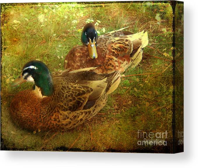 Ducks Canvas Print featuring the photograph Down by the Lake by Chris Armytage