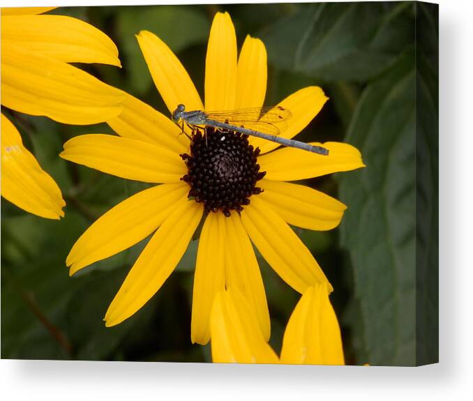 Dragon Fly Canvas Print featuring the photograph Dragon Fly by Pema Hou