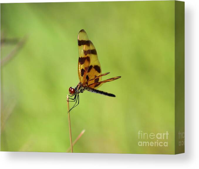 Dragonfly Canvas Print featuring the photograph Dragon Pose by Andre Turner