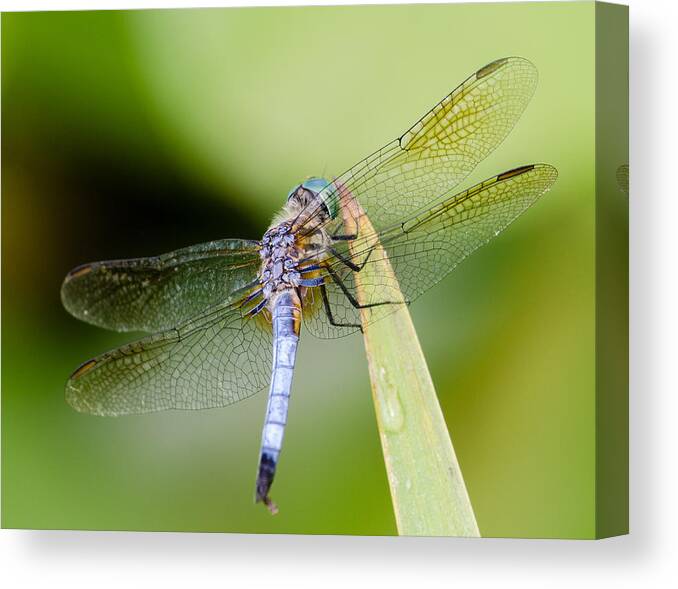 Kenilworth Aquatic Gardens Canvas Print featuring the photograph Dragonfly by Georgette Grossman