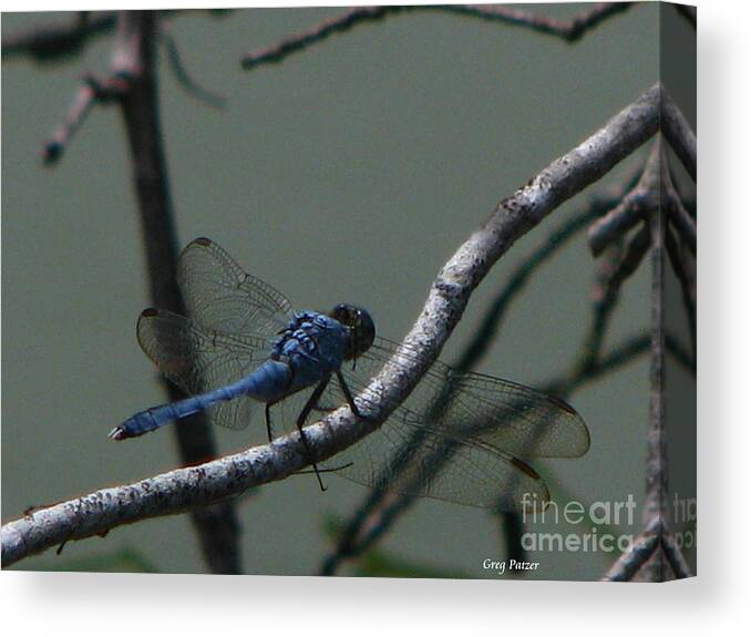 Art For The Wall...patzer Photography Canvas Print featuring the photograph Dragonfly by Greg Patzer