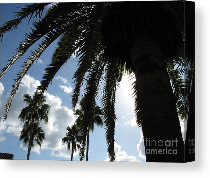 Palm Canvas Print featuring the photograph Dramatic Palm by Jeanne Forsythe