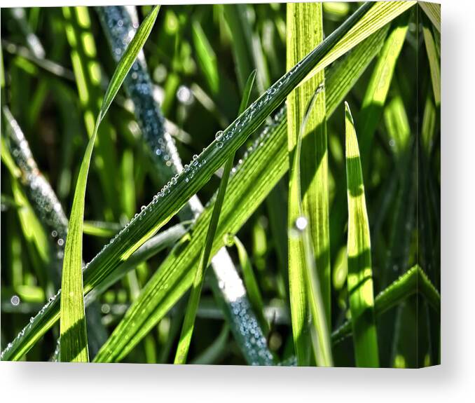 Droplets Canvas Print featuring the photograph Droplets on the green-Drplets on green leafs of seagrass in sunlight by Leif Sohlman