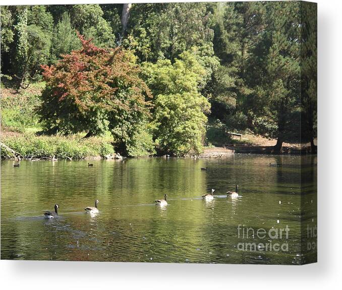 Geese Canvas Print featuring the photograph Geese in a Row by Cynthia Marcopulos