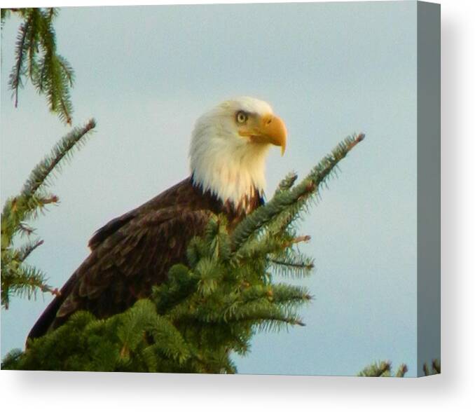 Landscape Canvas Print featuring the photograph Eagle in Tree by Gallery Of Hope 