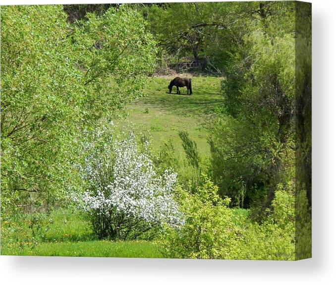 Spring Canvas Print featuring the photograph Early Grazing by Wild Thing