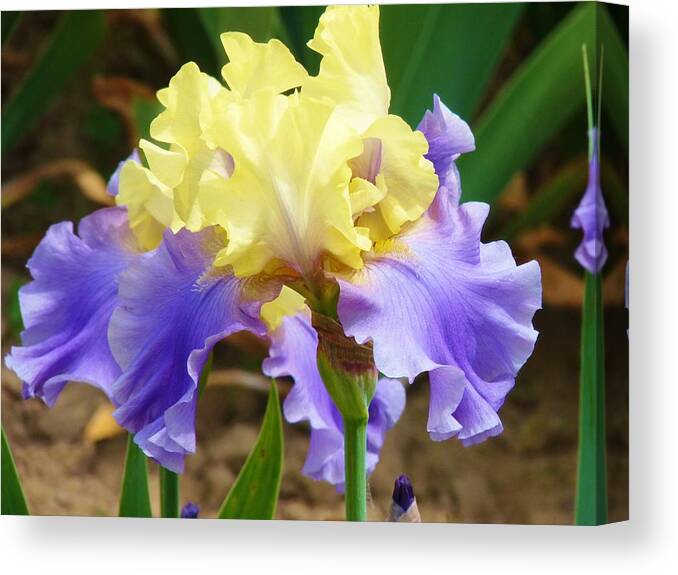 Flower Canvas Print featuring the photograph Easter Iris by Jeanette Oberholtzer