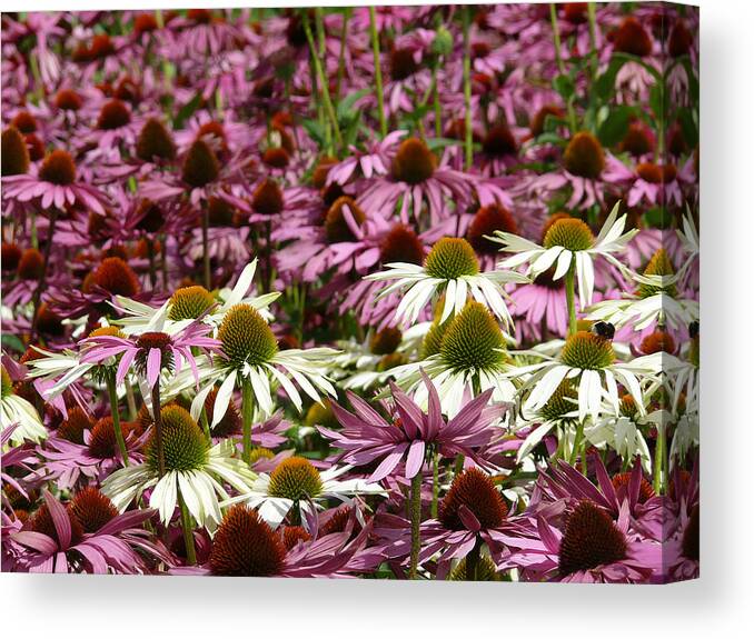 Echinacea Canvas Print featuring the photograph Echinacea by Evelyn Tambour