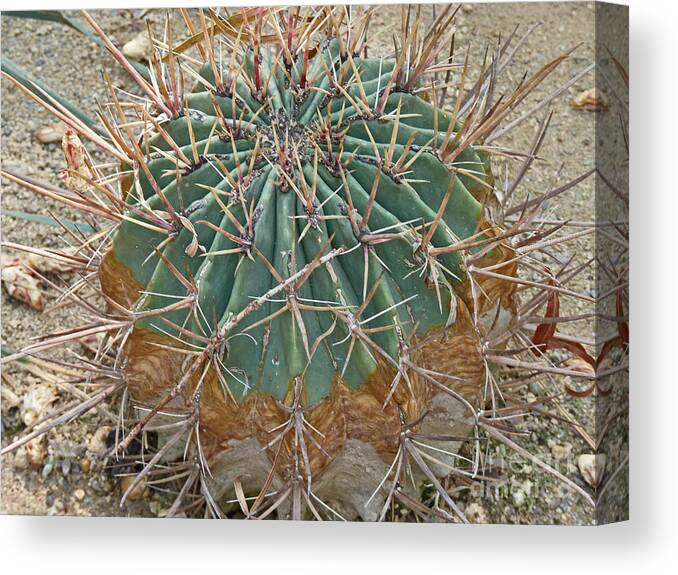 Cactus Canvas Print featuring the photograph Echino-cactus like a ball by Eva-Maria Di Bella