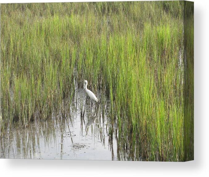 Marsh Canvas Print featuring the photograph Egret in the Marsh by Ellen Meakin