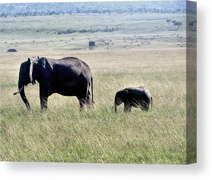 Elephants At Masai Mara Game Reserve In Kenya Canvas Print featuring the photograph Elephants at Masai Mara Game Reserve in Kenya by Paul James Bannerman