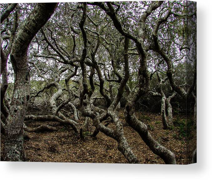 Forest Canvas Print featuring the photograph Elfin Forest by Carl Moore