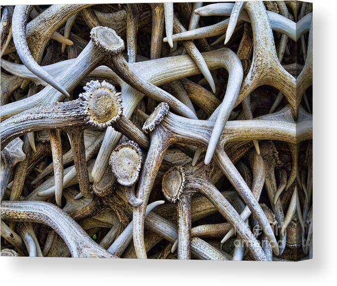 Teton Canvas Print featuring the photograph Elk Antlers Arch by Brenda Kean