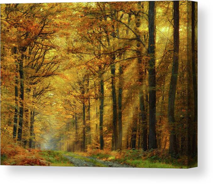 Forest Canvas Print featuring the photograph Enchanted Forest by Marianna Safronova