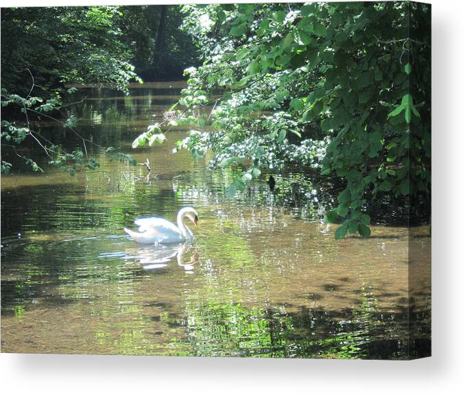 Swan Canvas Print featuring the photograph Enchantment by Pema Hou