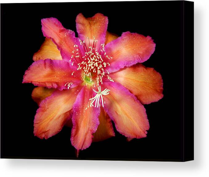 Epiphyllium Impossible Dream - Maria Holmes Canvas Print featuring the photograph Epiphyllum Impossible Dream by Maria Holmes
