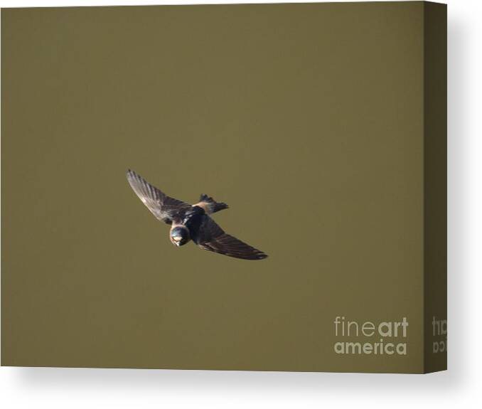 Birds Canvas Print featuring the photograph Even More Swallows - 16 by Christopher Plummer