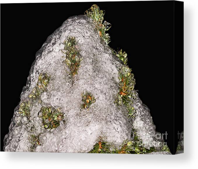 Evergreen Canvas Print featuring the photograph Evergreen top after an ice storm by Les Palenik