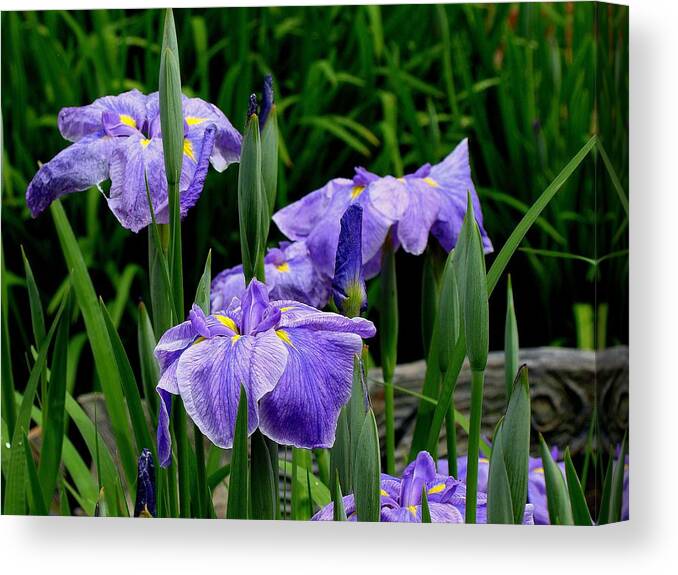 Fine Art Canvas Print featuring the photograph Explorers by Rodney Lee Williams