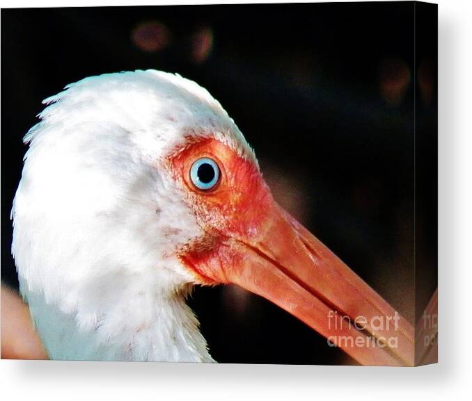 White Ibis Canvas Print featuring the photograph Eye of the Ibis by Judy Via-Wolff