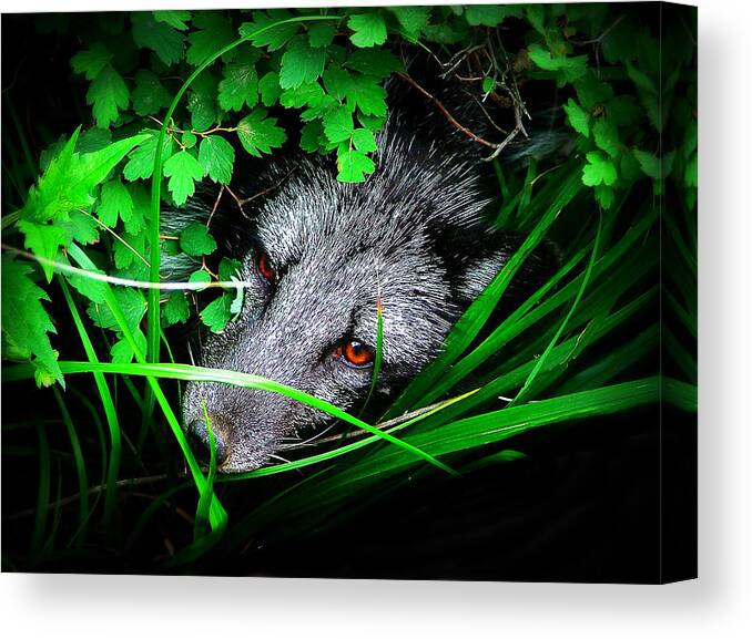 Eyes Canvas Print featuring the photograph Eyes in the Bushes by Zinvolle Art