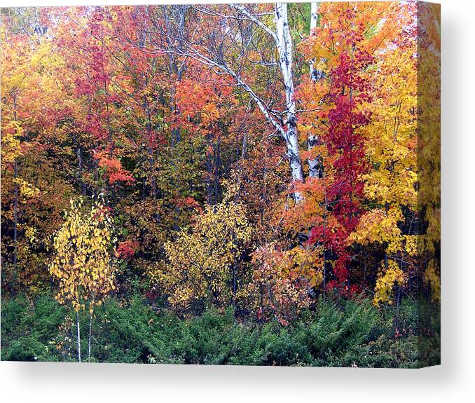 Fall Canvas Print featuring the photograph Fall Colors Near Ellison Bay by David T Wilkinson