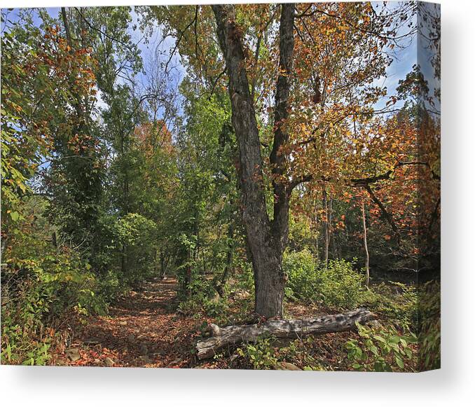 Tim Fitzharris Canvas Print featuring the photograph Fall Forest Trail Ozark-saint Francis by Tim Fitzharris