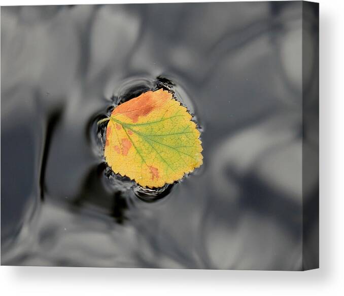 Fall Canvas Print featuring the photograph Fall Leaf On Water by Trent Mallett