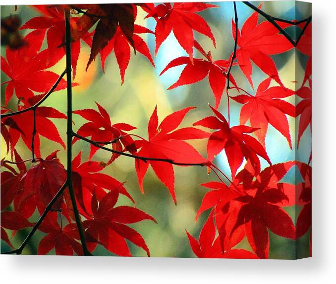 Autumn Canvas Print featuring the photograph Fall Leaves by Carol Montoya