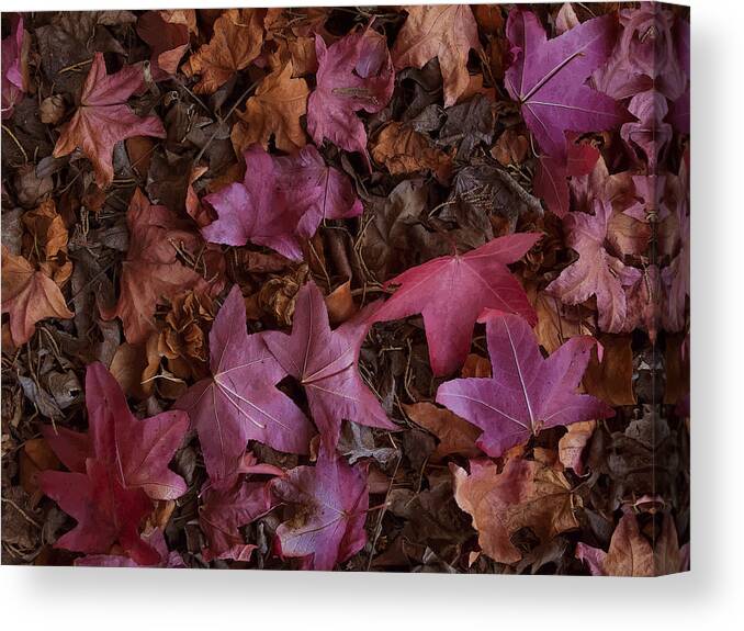 Fall Canvas Print featuring the photograph Fall Leaves by Derek Dean