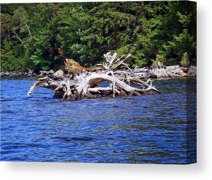 Fallen Tree Canvas Print featuring the photograph Fallen tree in a lake by Susan Jensen