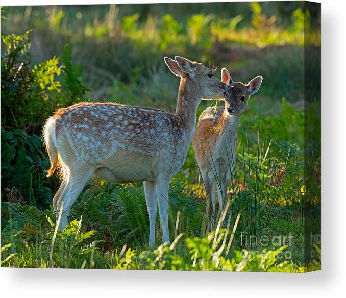 Fallow Canvas Print featuring the photograph Fallow deer doe with fawn by Louise Heusinkveld