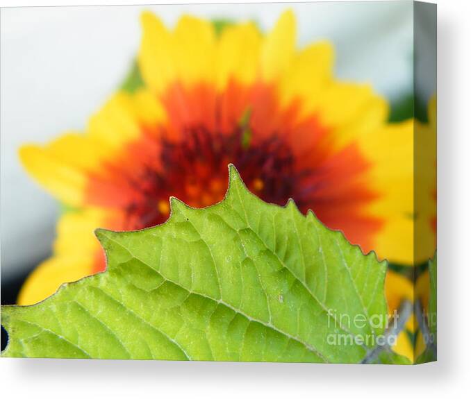 Fan Dance Canvas Print featuring the photograph Fan dance by Brian Boyle