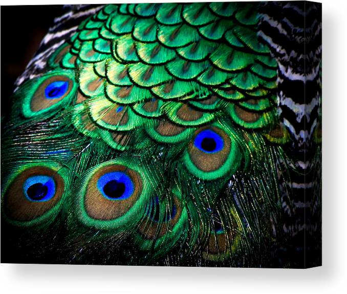 Exotic Birds Canvas Print featuring the photograph Feather Abstract by Karen Wiles