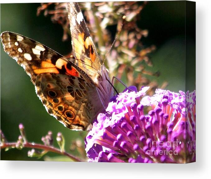Butterfly Canvas Print featuring the photograph Painted Lady Moth/Butterfly Gift Ideas by Eunice Miller