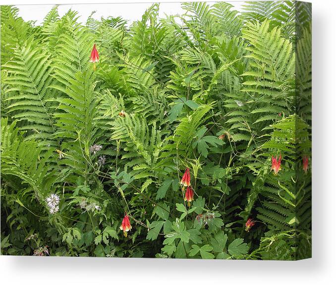 Plans Canvas Print featuring the photograph Ferns and Columbines by Wayne Meyer